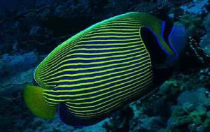 Hurghada Red Sea MMII YS60 20mm by UGUR SIVRIKAYA 